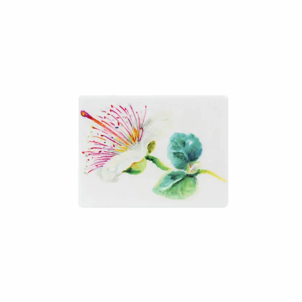 Magnete in stile siciliano con disegno ad acquerello di un fiore di cappero