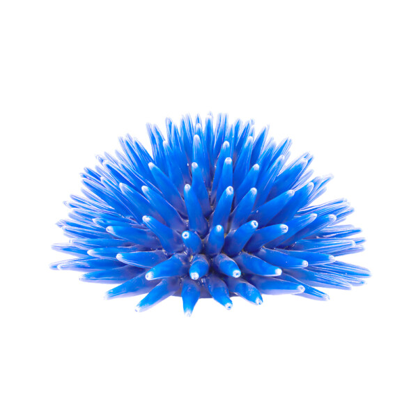 Riccio Blu Royal L