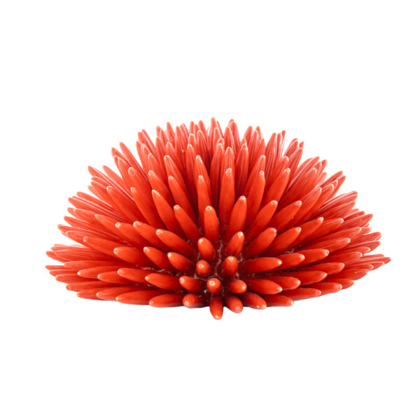 Riccio Rosso Corallo L