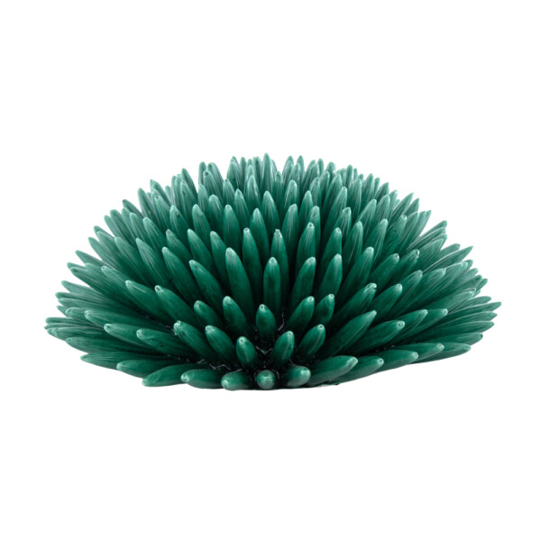Riccio Verde Siciliano L